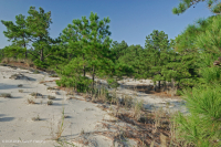 Rừng thông Loblolly / Cát thạch nam – CEGL006052 Rừng thông Loblolly / Cát thạch nam – CEGL006052