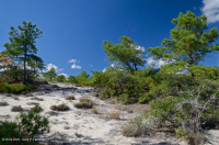 Rừng thông Loblolly / Cát thạch nam – CEGL006052 Rừng thông Loblolly / Cát thạch nam – CEGL006052