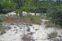 Rừng thông Loblolly / Cát thạch nam – CEGL006052 Rừng thông Loblolly / Cát thạch nam – CEGL006052