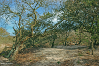 Live Oak - Bluejack Oak Dune Woodland – CEGL003750 Live Oak - Bluejack Oak Dune Woodland – CEGL003750