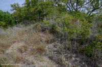 Rừng Cồn Cát Xeric Cherry Đen < CEGL006319 Rừng Cồn Cát Xeric Cherry Đen < CEGL006319