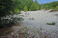 Rừng thông Loblolly / Cát thạch nam – CEGL006052 Rừng thông Loblolly / Cát thạch nam – CEGL006052