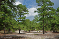 Rừng thông Loblolly / Cát thạch nam – CEGL006052 Rừng thông Loblolly / Cát thạch nam – CEGL006052