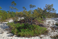 Rừng thông Loblolly / Cát thạch nam – CEGL006052 Rừng thông Loblolly / Cát thạch nam – CEGL006052