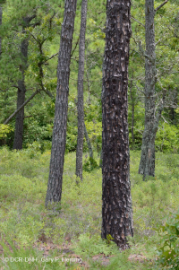 Rừng thông lá dài / Sồi bụi Sandhill > CEGL003592 Rừng thông lá dài / Sồi bụi Sandhill > CEGL003592