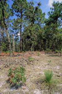 Rừng thông lá dài / Sồi bụi Sandhill > CEGL003592 Rừng thông lá dài / Sồi bụi Sandhill > CEGL003592