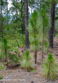 Rừng thông lá dài / Sồi bụi Sandhill > CEGL003592 Rừng thông lá dài / Sồi bụi Sandhill > CEGL003592