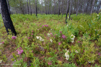 Rừng thông lá dài / Sồi bụi Sandhill > CEGL003592 Rừng thông lá dài / Sồi bụi Sandhill > CEGL003592