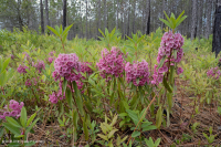 Rừng thông lá dài / Sồi bụi Sandhill > CEGL003592 Rừng thông lá dài / Sồi bụi Sandhill > CEGL003592