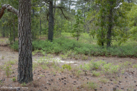 Rừng thông lá dài / Sồi bụi Sandhill > CEGL003592 Rừng thông lá dài / Sồi bụi Sandhill > CEGL003592