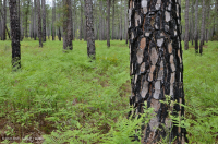 Rừng thông lá dài / Sồi bụi Sandhill > CEGL003592 Rừng thông lá dài / Sồi bụi Sandhill > CEGL003592