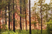 Rừng thông lá dài / Sồi bụi Sandhill > CEGL003592 Rừng thông lá dài / Sồi bụi Sandhill > CEGL003592