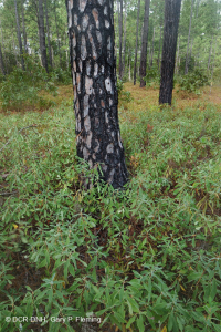 Rừng thông lá dài / Sồi bụi Sandhill > CEGL003592 Rừng thông lá dài / Sồi bụi Sandhill > CEGL003592