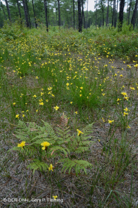 Rừng thông lá dài / Sồi bụi Sandhill > CEGL003592 Rừng thông lá dài / Sồi bụi Sandhill > CEGL003592