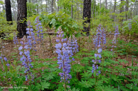 Rừng thông Loblolly / Sồi bụi Sandhill Rừng thông Loblolly / Sồi bụi Sandhill