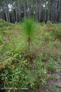 Rừng thông lá dài / Sồi bụi Sandhill > CEGL003592 Rừng thông lá dài / Sồi bụi Sandhill > CEGL003592