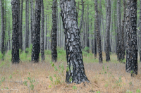 Rừng thông lá dài / Sồi bụi Sandhill > CEGL003592 Rừng thông lá dài / Sồi bụi Sandhill > CEGL003592