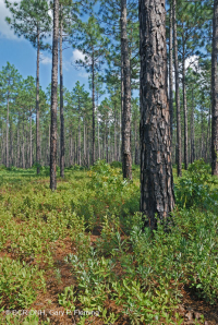 Rừng thông lá dài / Sồi bụi Sandhill > CEGL003592 Rừng thông lá dài / Sồi bụi Sandhill > CEGL003592