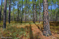 Rừng thông lá dài / Sồi bụi Sandhill > CEGL003592 Rừng thông lá dài / Sồi bụi Sandhill > CEGL003592