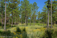 Rừng thông Loblolly / Sồi bụi Sandhill Rừng thông Loblolly / Sồi bụi Sandhill