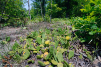 Rừng cây bậc thang đồng bằng ven biển Xeric Fluvial ~ CEGL006354 Rừng cây bậc thang đồng bằng ven biển Xeric Fluvial ~ CEGL006354