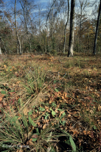 Rừng cây bậc thang đồng bằng ven biển Xeric Fluvial ~ CEGL006354 Rừng cây bậc thang đồng bằng ven biển Xeric Fluvial ~ CEGL006354