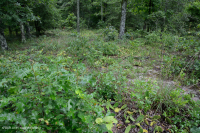 Rừng cây bậc thang đồng bằng ven biển Xeric Fluvial ~ CEGL006354 Rừng cây bậc thang đồng bằng ven biển Xeric Fluvial ~ CEGL006354