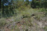 Rừng cây bậc thang đồng bằng ven biển Xeric - CEGL006354 Rừng cây bậc thang đồng bằng ven biển Xeric - CEGL006354