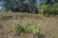 Rừng cây bậc thang đồng bằng ven biển Xeric - CEGL006354 Rừng cây bậc thang đồng bằng ven biển Xeric - CEGL006354