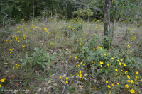 Rừng cây bậc thang đồng bằng ven biển Xeric - CEGL006354 Rừng cây bậc thang đồng bằng ven biển Xeric - CEGL006354