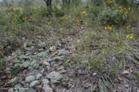 Rừng cây bậc thang đồng bằng ven biển Xeric - CEGL006354 Rừng cây bậc thang đồng bằng ven biển Xeric - CEGL006354