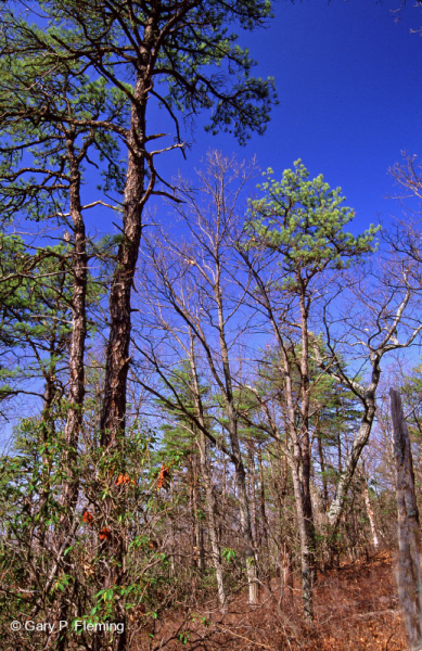 Thông Appalachian Trung tâm - Rừng sồi / Cây thạch nam – CEGL004996