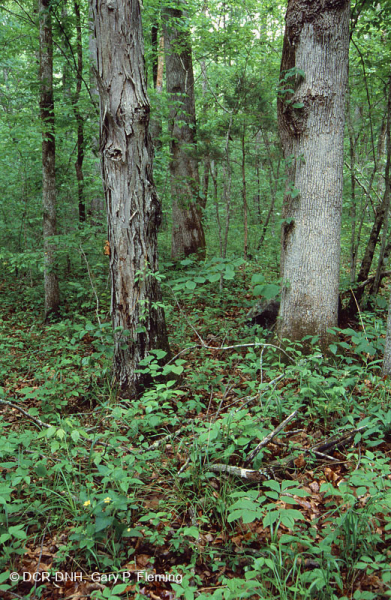 Sồi cơ bản Southern Piedmont - Rừng Hickory – CEGL007232