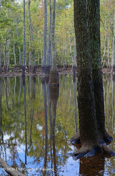 Ao theo mùa đồng bằng ven biển (Đầm lầy Tupelo - Loại sồi Overcup) – CEGL006223
