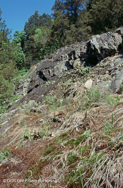 Piedmont Mafic Barren – CEGL006294