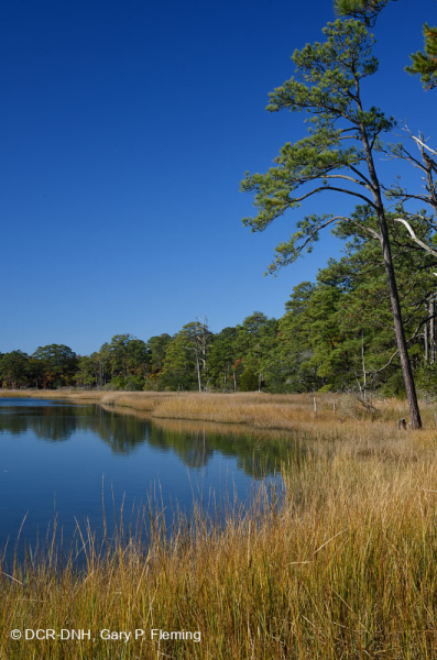 Đầm lầy mặn thấp (Loại cỏ Cordgrass đầm lầy mặn) – CEGL004192
