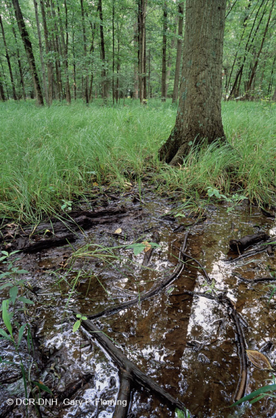 Đầm lầy Piedmont Upland Depression (Loại Pin Oak - Sồi trắng đầm lầy) – CEGL004643