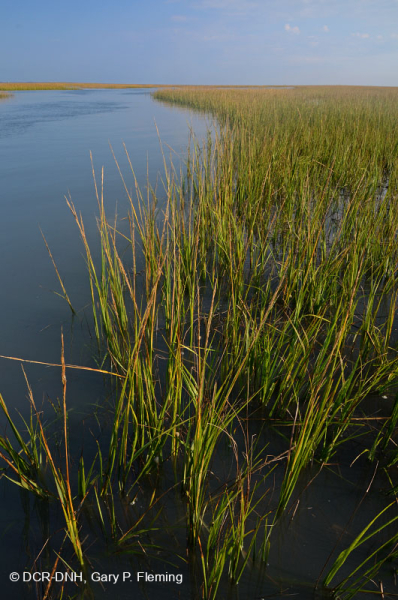 Đầm lầy mặn thấp (Loại cỏ Cordgrass đầm lầy mặn) – CEGL004192