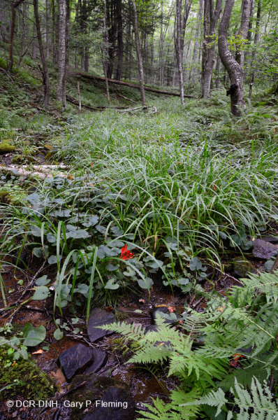 Nước mưa rừng Allegheny cao – CEGL006597