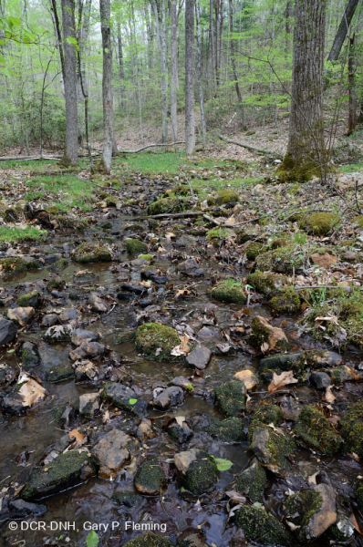 Vùng đất rừng Appalachian trung tâm – CEGL006258