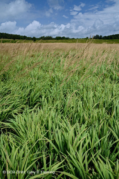 Khu bảo tồn Mafic Blue Ridge phía Bắc – CEGL006249