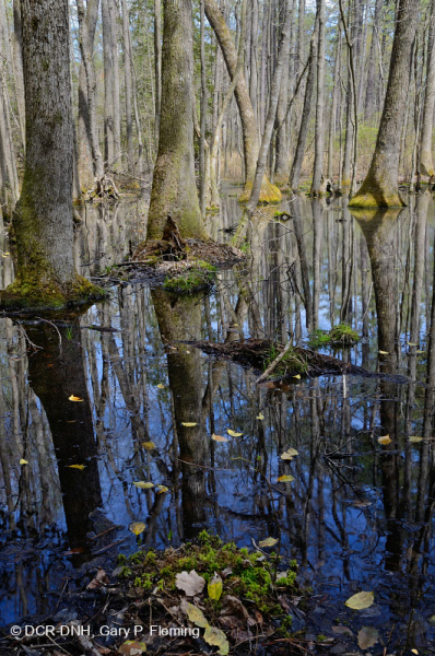 Ao theo mùa đồng bằng ven biển (Đầm lầy Tupelo - Loại sồi Overcup) – CEGL006223
