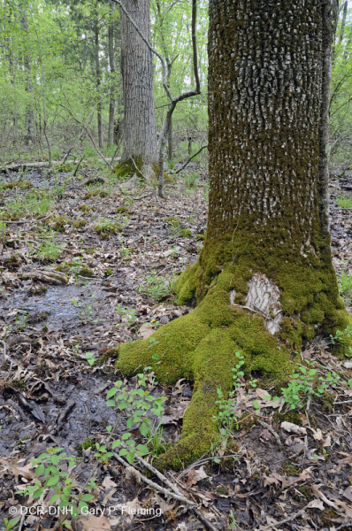 Đầm lầy Piedmont Upland Depression (Loại Pin Oak - Sồi trắng đầm lầy) – CEGL004643