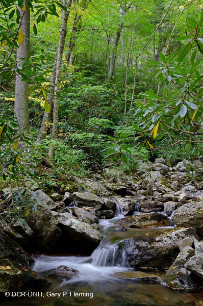 Rừng Acidic Cove ở độ cao lớn – CEGL007861