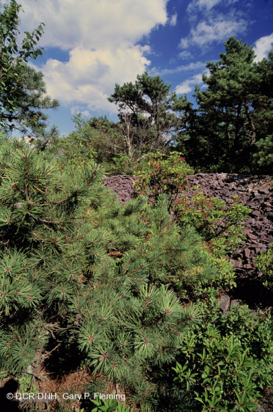 Thông Appalachian Trung tâm - Rừng sồi / Cây thạch nam – CEGL004996