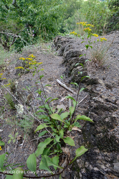 Đá phiến vôi Appalachian Trung tâm cằn cỗi - CEGL006037 (một phần)