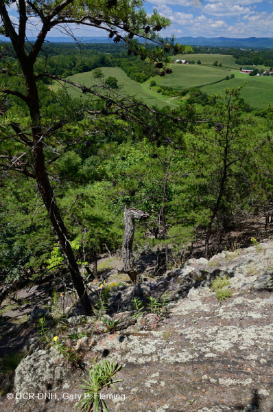 Đá phiến sét Appalachian Trung tâm cằn cỗi (Kiểu phía Bắc) – CEGL006288