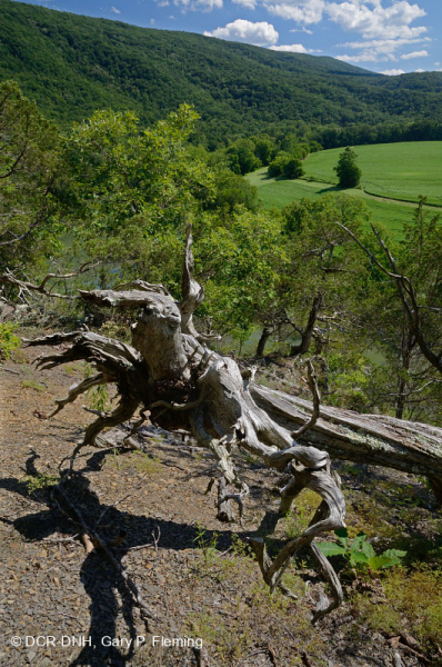 Đá phiến sét Appalachian Trung tâm cằn cỗi (Kiểu phía Bắc) – CEGL006288