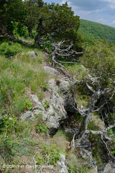 Đất Mafic Appalachian Trung tâm / Cằn cỗi có đá vôi (Loại có độ cao trung bình) – CEGL008529