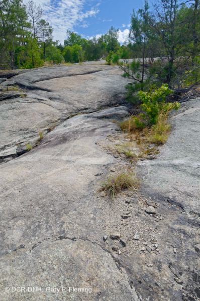 Đá granit Piedmont Flatrock – CEGL003857
